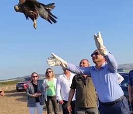 Yırtıcı Kuşlar Doğaya Salındı