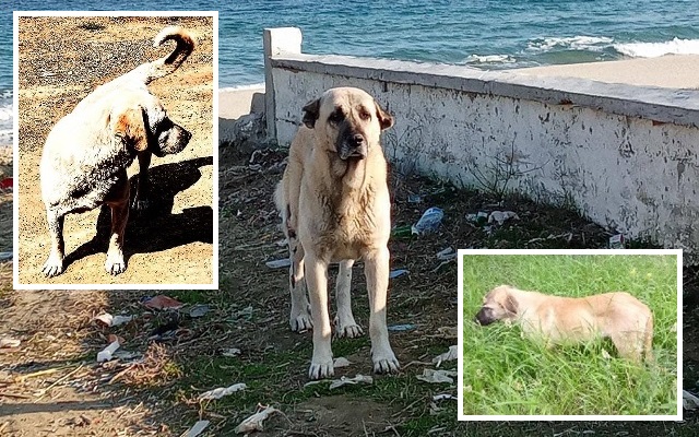 Sokak Hayvanlarının Uyutulması Yasa Tasarısına Hayır
