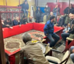 Horoz Dövüştüren 52 Kişi Yakalandı