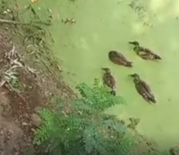 Tunca Nehri Kuruyor mu?