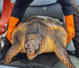 Caretta Caretta Belediye Ekiplerince Kurtarıldı