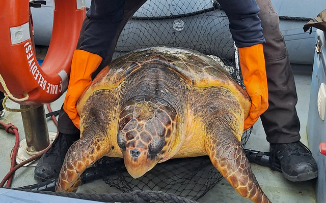 Caretta Caretta Belediye Ekiplerince Kurtarıldı