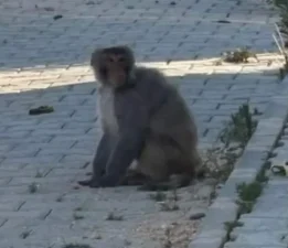 Hatay’da maymun paniği