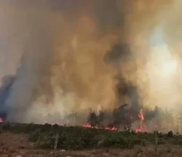 Kaş’ta çıkan orman yangınına yoğun müdahale