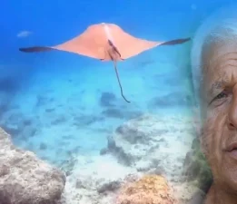 Kemer açıklarında görülen vatoz bilim dünyasında yankı uyandırdı