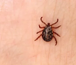 Sivas’ta KKKA şüphesiyle tedavi gören kadın hayatını kaybetti